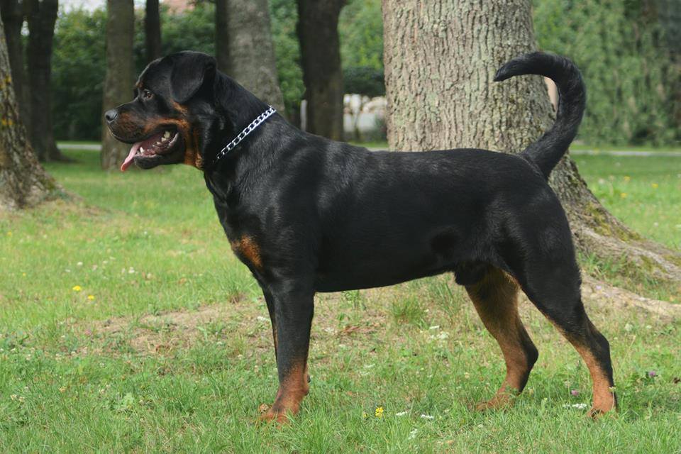 is a purebred rottweiler?
