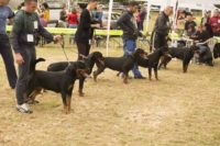 Dog show CAC Pacir