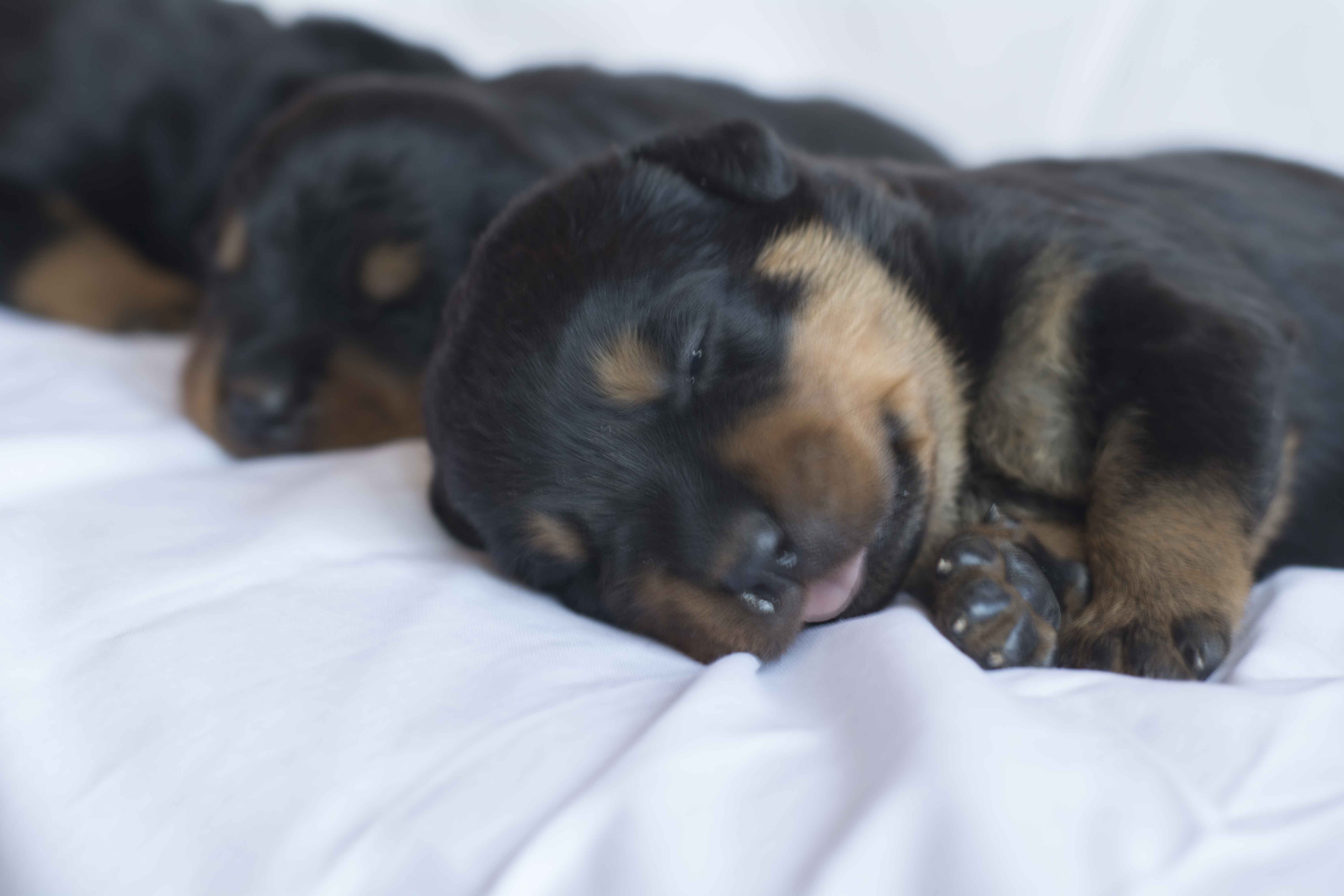 Rottweiler puppies 10 days_6