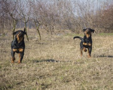 Puppies outside play