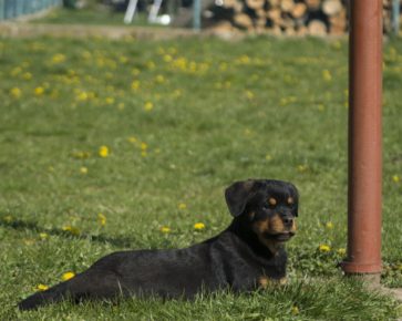 Rottweiler puppy